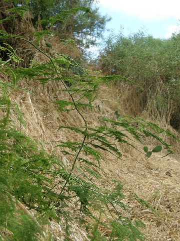 Asparagus setaceus