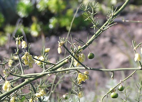 Asparagus umbellatus