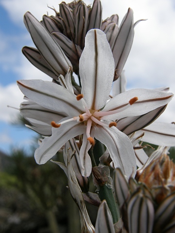 Asphodelus ramosus ssp. distalis