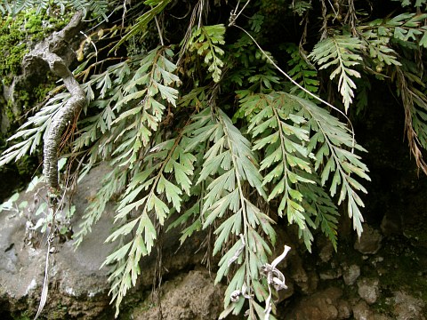 Asplenium filare ssp.canariense