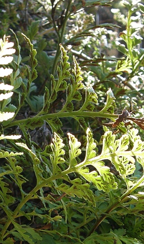 Asplenium obovatum ssp.lanceolatum