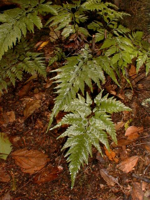 Asplenium onopteris