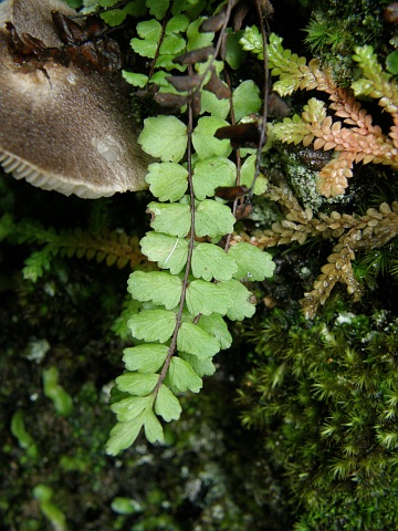 Asplenium trichomanes