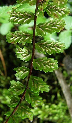 Asplenium trichomanes