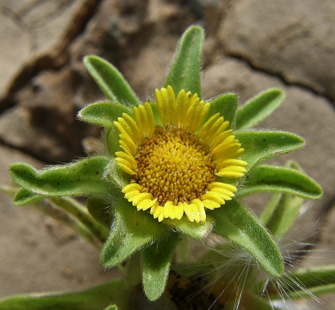 Asteriscus aquaticus