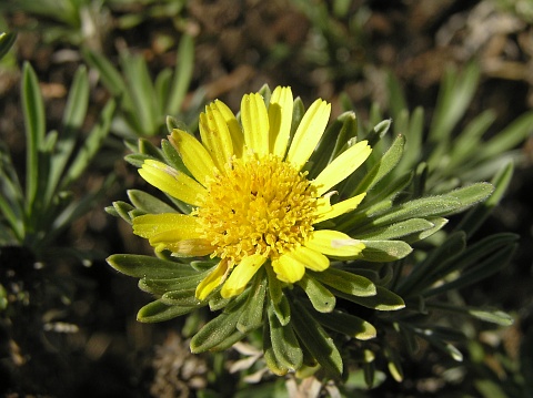 Asteriscus graveolens