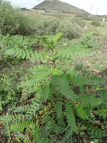 Astragalus
          boeticus