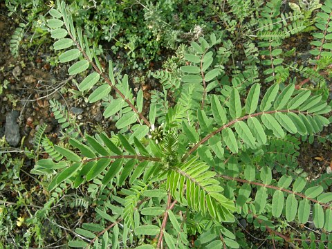 Astragalus
          boeticus