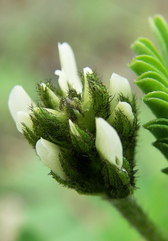 Flores de Astragalus boeticus