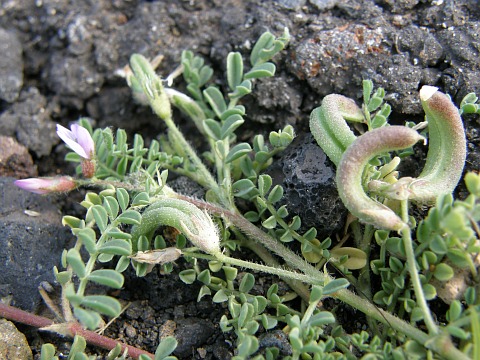 Astragalus mareoticus