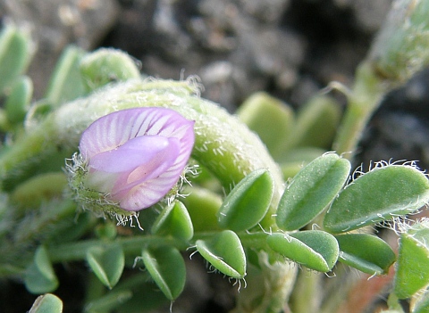 Astragalus mareoticus