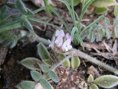 Astragalus sinaicus