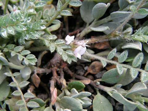 Astragalus sinaicus