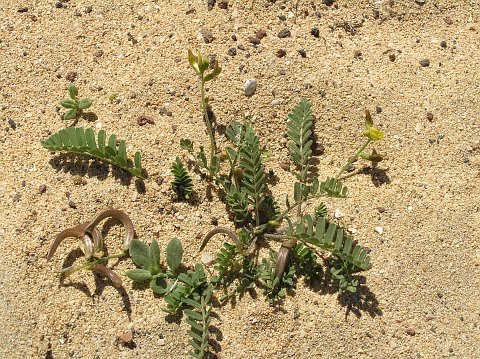 Astragalus solandri