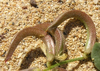 Frutos de Astragalus solandri