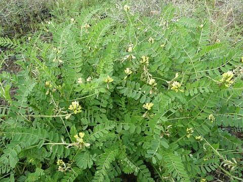 Astragalus solandri