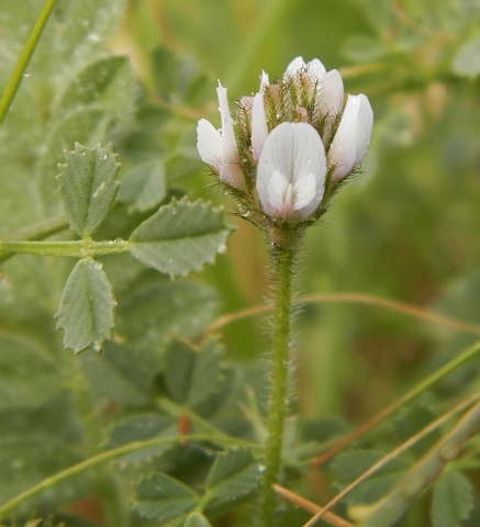 Astragalus stella