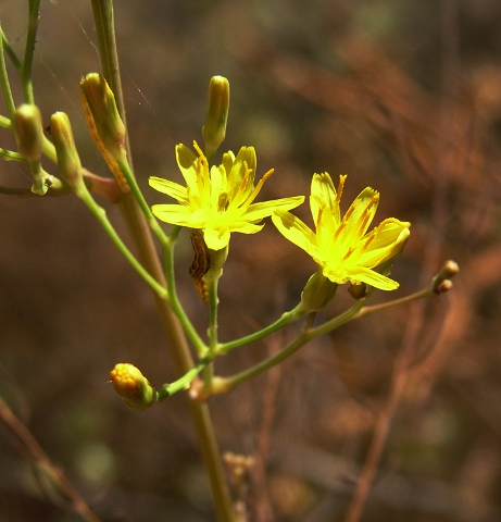 Atalanthus microcarpus