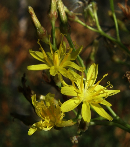 Atalanthus microcarpus