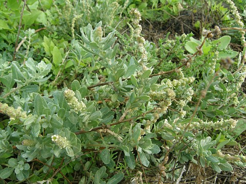 Atriplex glauca var.ifniensis