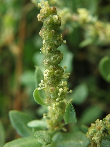 Atriplex glauca