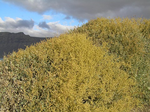 Atriplex halimus