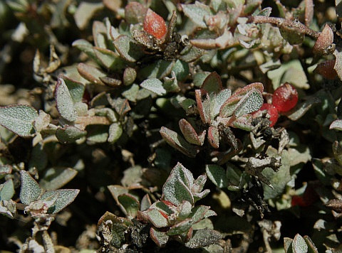 Atriplex semibaccata