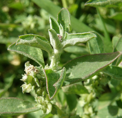 Atriplex suberecta