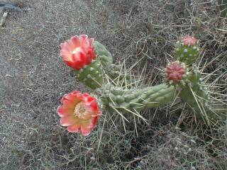 Austrocylindropuntia exaltata