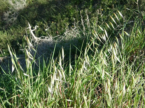 Avena canariensis