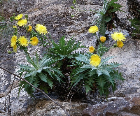 Babcockia platylepis