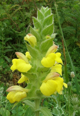 Inflorescencia de Bartsia trixago