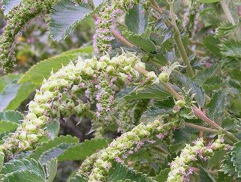 Frutos de Bencomia caudata