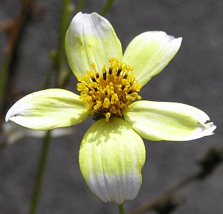 Capítulo de Bidens aurea