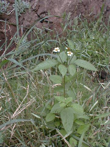 Bidens pilosa