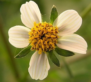 Bidens pilosa