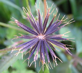 Frutos de Bidens pilosa