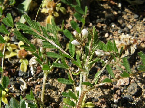 Biserrula
          pelecinus