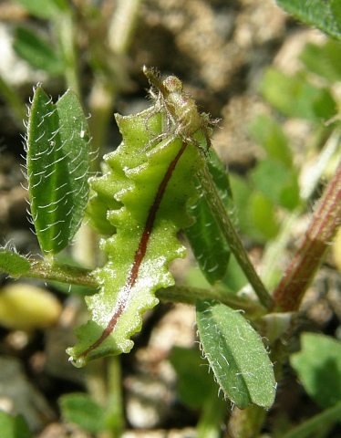 Biserrula
          pelecinus