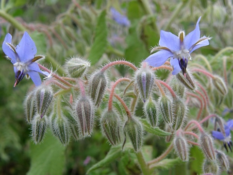 Borago officinalis