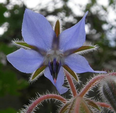 Borago officinalis