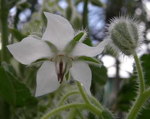 Borago officinalis