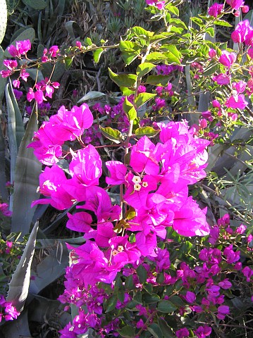 Bougainvillea glabra