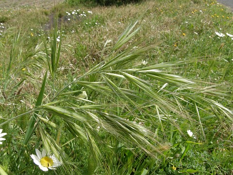 Bromus rigidus