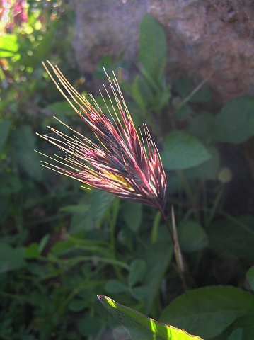 Bromus rubens