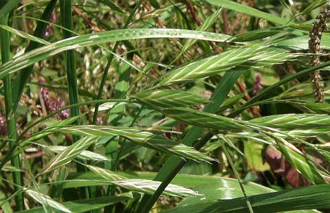 Bromus willdenowii