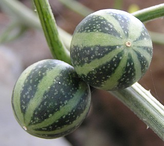 Frutos de Bryonia verrucosa