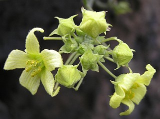 Bryonia verrucosa