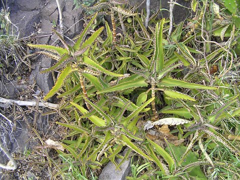 Bryophyllum daigremontianum