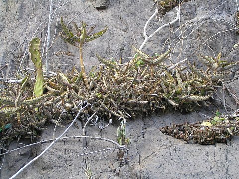 Bryophyllum daigremontianum